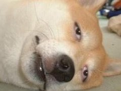 冷知识:中国单身男将超过澳洲人口