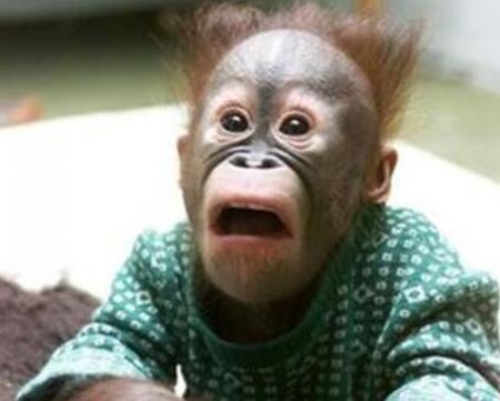 【囧图】提问:等下一天亮的下句是什么?