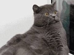 【轻松一刻】空气污染能导致肥胖!