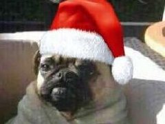 圣诞节冷知识:英国过节要树下接吻!